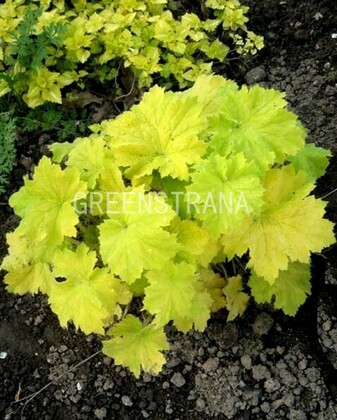 Гейхера Писташ (Heuchera 'Pistache')