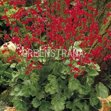 Гейхера Плюи де Фе (Heuchera 'Pluie de Feu')