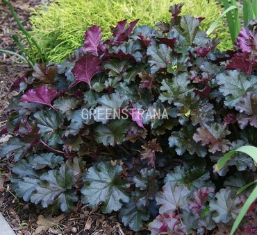 Гейхера Принс (Heuchera 'Prince')