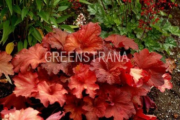 Гейхера Рио (Heuchera 'Rio')