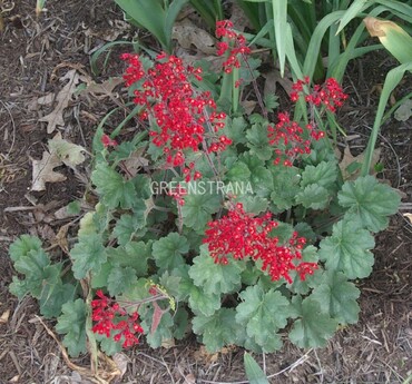 Гейхера Руби Беллс (Heuchera 'Ruby Bells')
