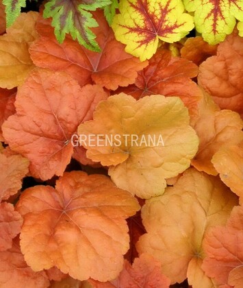 Гейхера Саузерн Комфорт (Heuchera 'Southern Comfort')