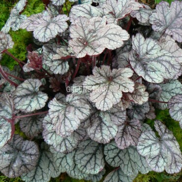 Гейхера Шугар Фростинг (Heuchera 'Sugar Frosting')