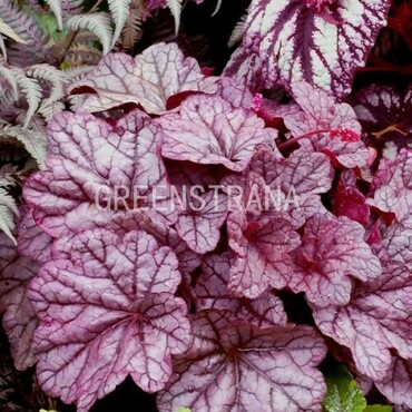 Гейхера Шугар Плам (Heuchera 'Sugar Plum')