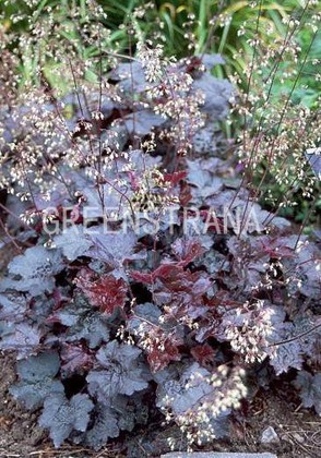 Гейхера мелкоцветковая Палас Пёрпл (Heuchera micrantha 'Palace Purple')