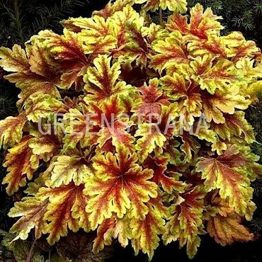 Гейхерелла Голден Зебра (Heucherella 'Golden Zebra')