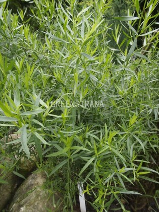 Полынь эстрагонная (Artemisia dracunculus)