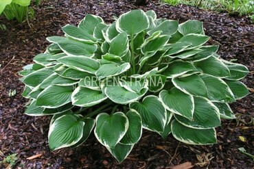 Хоста Франси (Hosta 'Francee')
