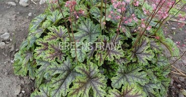 Гейхерелла Тапистри (Heucherella 'Tapestry')