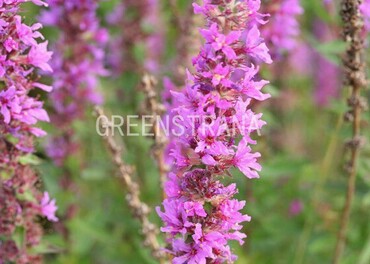 Дербенник Морден Пинк (Lythrum virgatum 'Morden Pink')