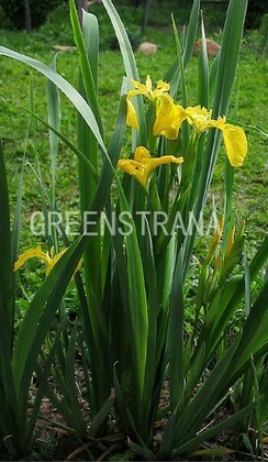 Ирис болотный (Iris pseudacorus)