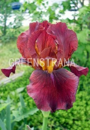 Ирис германский Султанс Палас (Iris germanica 'Sultan's Palace')