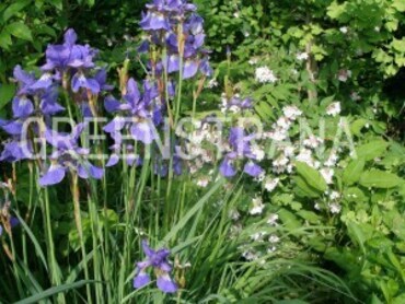 Ирис сибирский Сизарс Бразер (Iris sibirica 'Caesar's Brother')