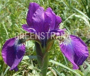 Ирис сибирский Юэн (Iris sibirica 'Ewen')
