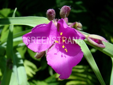 Традесканция Андерсона Рубра (Tradescantia x andersoniana 'Rubra')