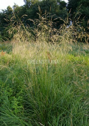 Луговик дернистый Гольдтау (Deschampsia caespitosa 'Goldtau')