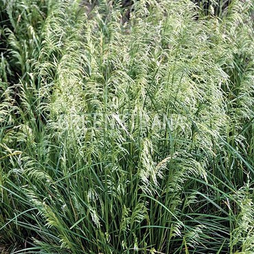 Луговик дернистый Пикси Фаунтин (Deschampsia caespitosa 'Pixie Fountain')