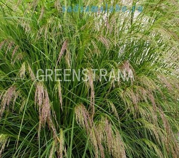 Луговик дернистый Таутрагер (Deschampsia caespitosa 'Tauträger')