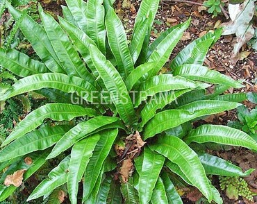 Листовик сколопендровый (Asplenium scolopendrium)