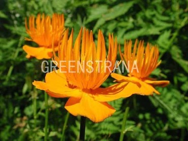 Купальница китайская Голден Квин (Trollius chinensis 'Golden Queen')