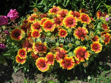 Гайлардия остистая Гоблин (Gaillardia aristata 'Goblin')
