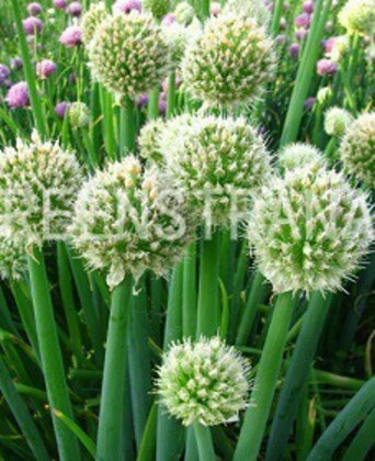 Лук-батун (Allium fistulosum)