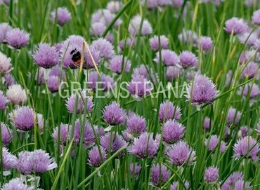 Лук-шнитт (Allium schoenoprasum)
