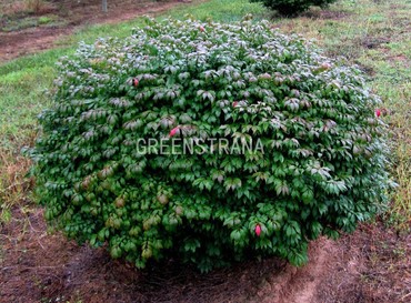 Бересклет крылатый (Euonymus alatus)
