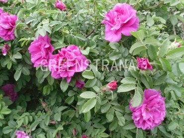 Роза морщинистая (Rosa rugosa)