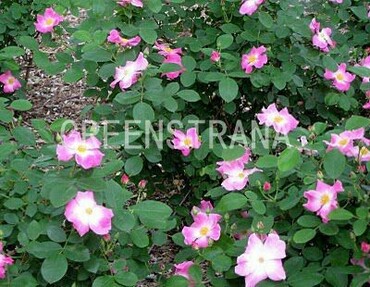 Роза виргинская (Rosa virginiana)