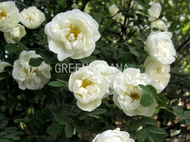 Роза бедренцеволистная (Rosa pimpinellifolia)