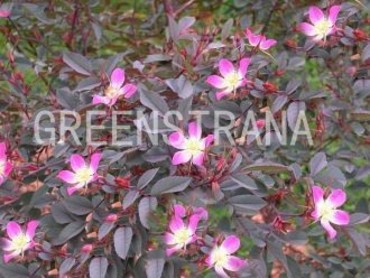 Роза сизая (Rosa glauca)