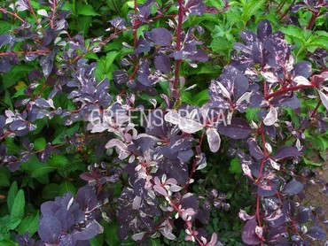 Барбарис оттавский Сильвер Майлз (Berberis x ottawensis 'Silver Miles')