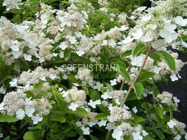 Гортензия метельчатая Долприм (Hydrangea paniculata 'Dolprim')