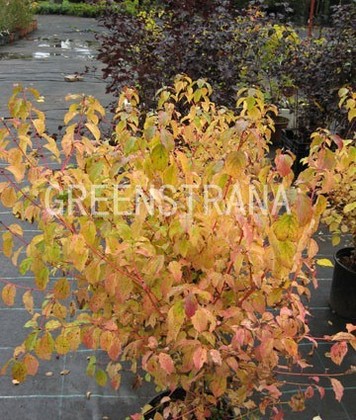 Дерен кроваво-красный Мидвинтер Файер (Cornus sanguinea 'Midwinter Fire')