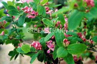 Жимолость татарская Розеа (Lonicera tatarica 'Rosea')