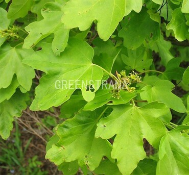 Клен полевой (Acer campestre)