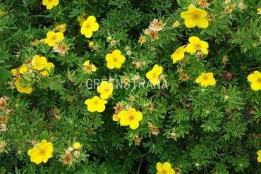Лапчатка кустарниковая (Potentilla fruticosa)