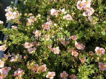 Лапчатка кустарниковая Блинк (Potentilla fruticosa 'Blink')