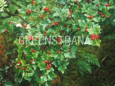 Смородина альпийская (Ribes alpinum)