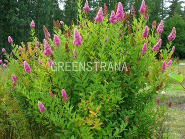 Спирея Билларда (Spiraea x billardii)