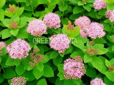Спирея густоцветковая (Spiraea densiflora)