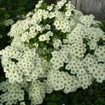 Спирея ниппонская Джун Брайд (Spiraea nipponica 'June Bride')