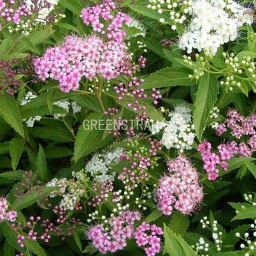 Спирея японская Генпей (Spiraea japonica 'Genpei')