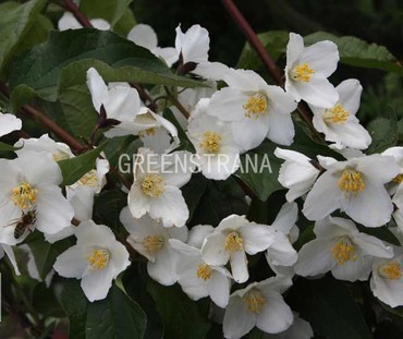 Чубушник Старбрайт (Philadelphus 'Starbright')
