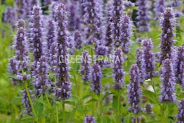 Агастахе гибридная Блю Форчун (Agastache hybrida 'Blue Fortune')
