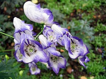 Аконит каммарум Биколор (Aconitum x cammarum 'Bicolor')