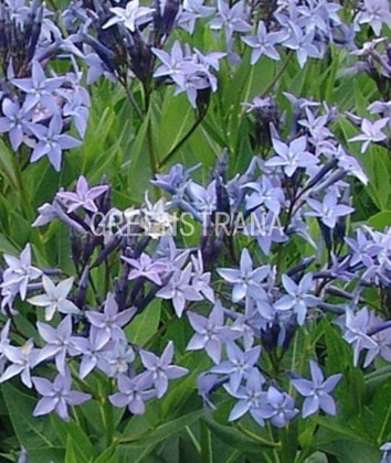 Амсония Блю Айс (Amsonia 'Blue Ice')