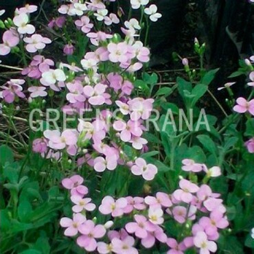Арабис кавказский Розабелла (Arabis caucasica 'Rosabella')