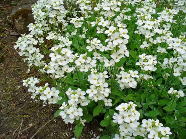 Арабис кавказский Вариегата (Arabis caucasica 'Variegata')